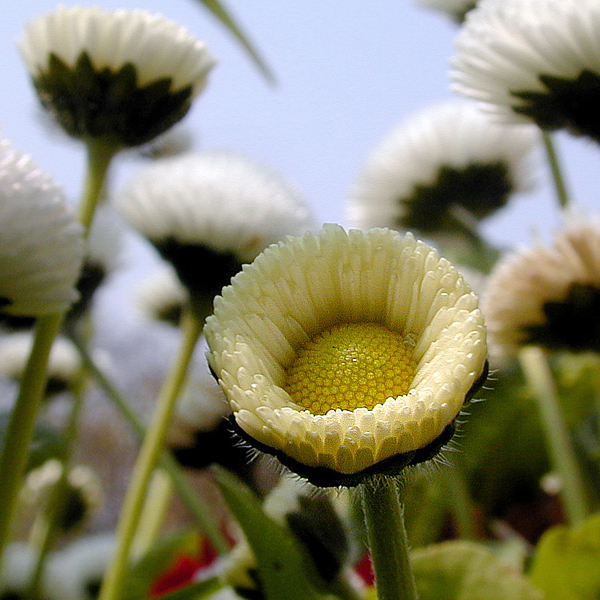 Blume Dscn3016_Bildgröße ändern.jpg -           